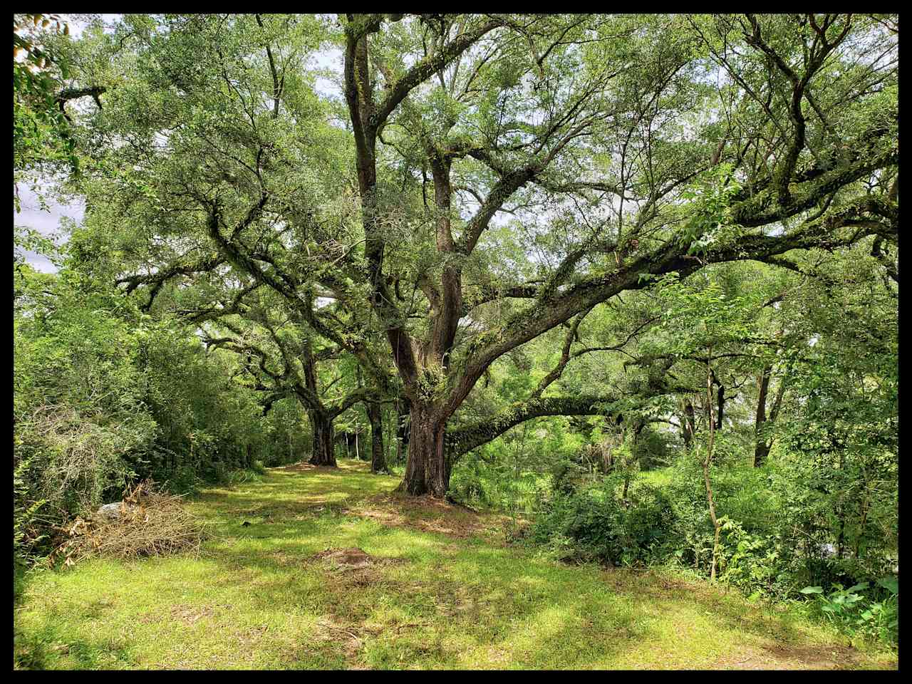 Opal Springs Nature Haven