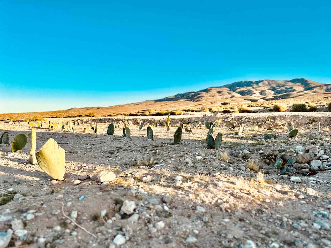 Desert Oasis On 10 Acres Near OHV
