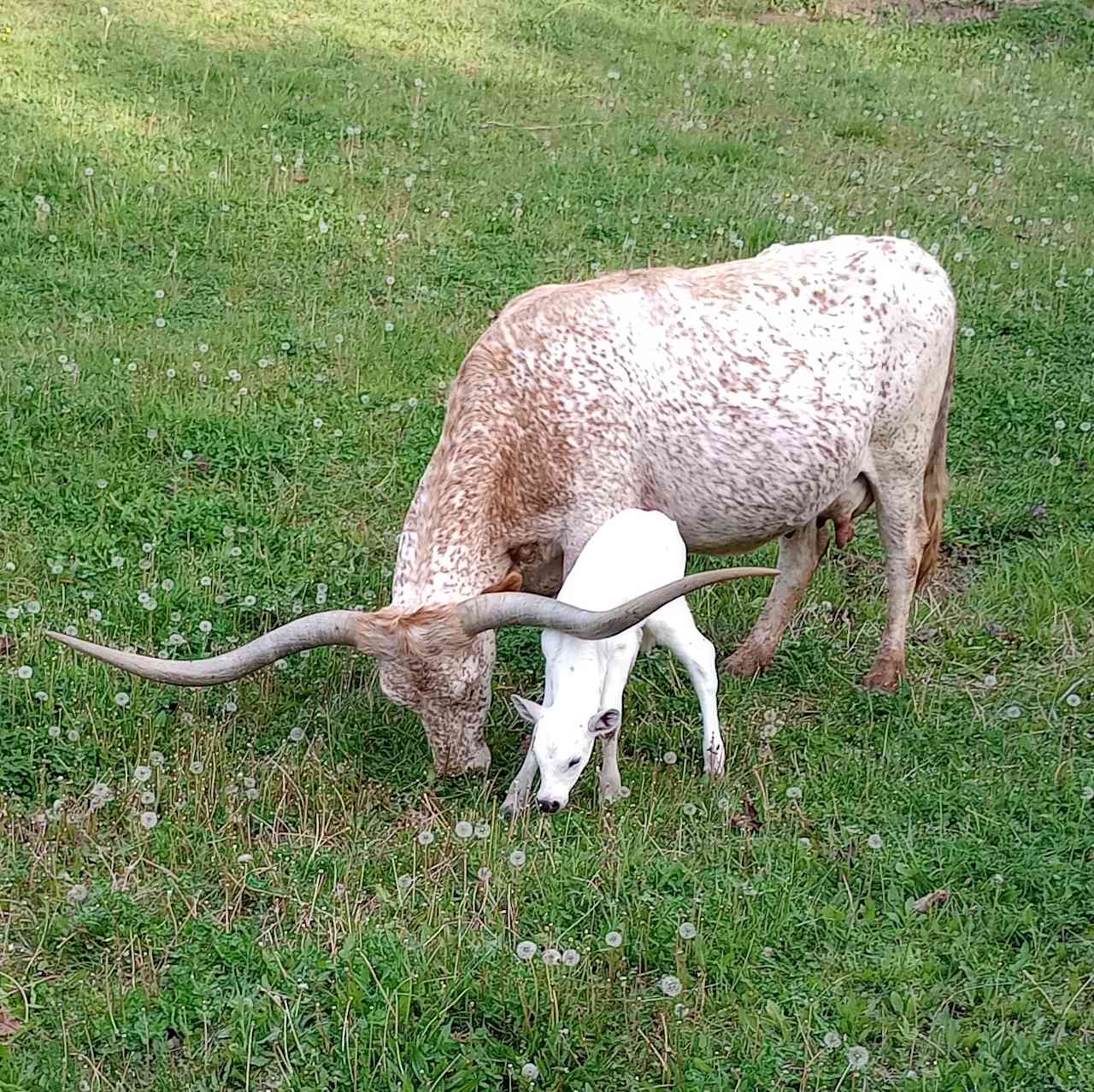 Camping with the Cows