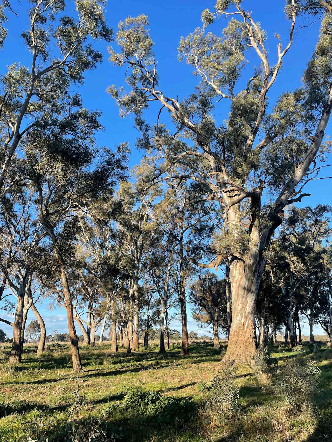 Waverley Estate