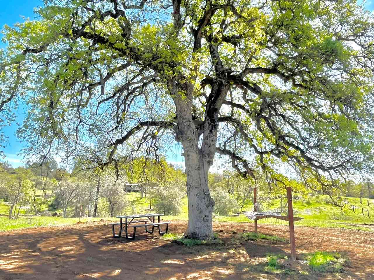 The Big Oak Tree campsite 