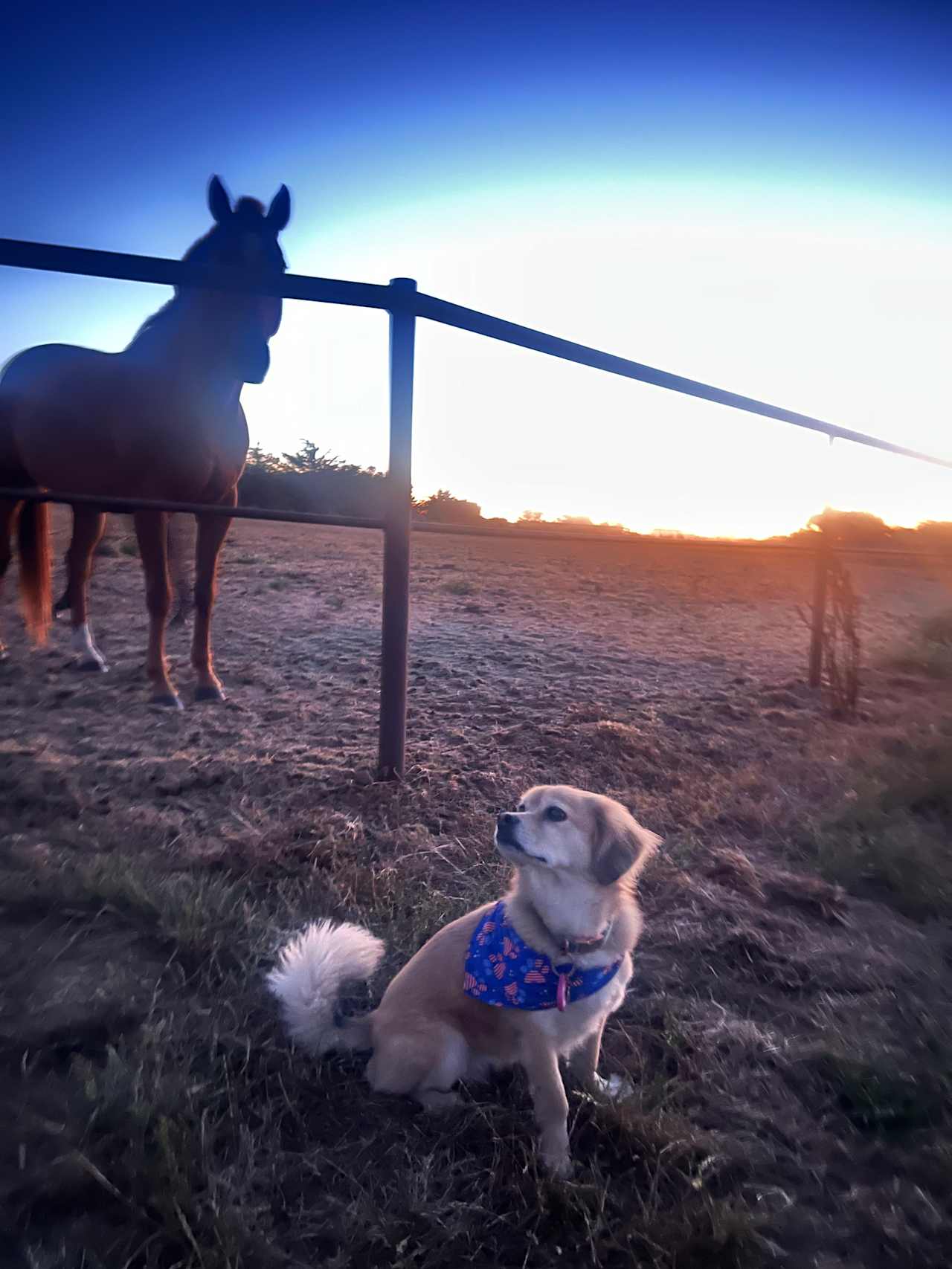 Organic farm and horse camp