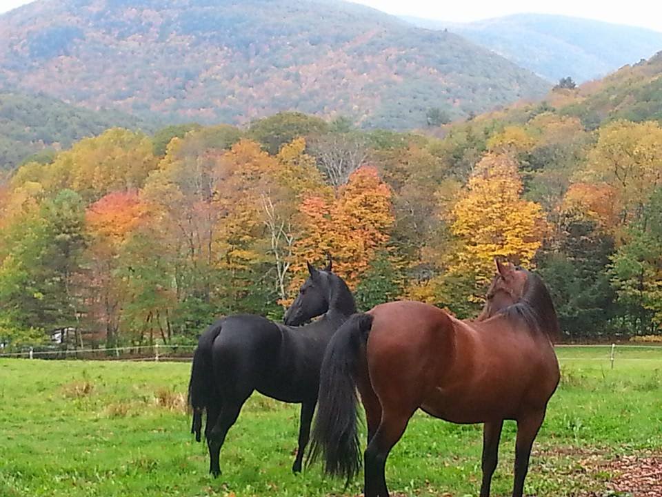 Penti Haven Farm & Horse Retreat