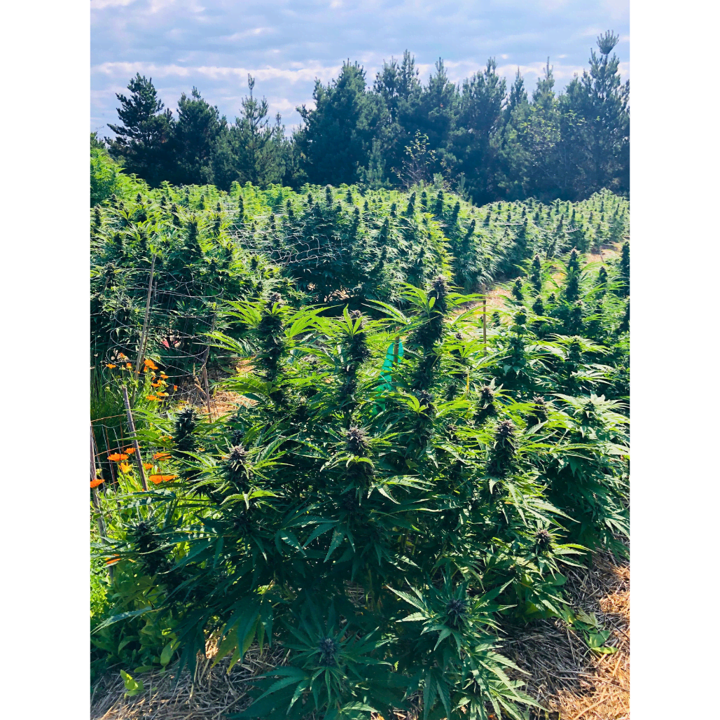 Coastal Farm Sanctuary