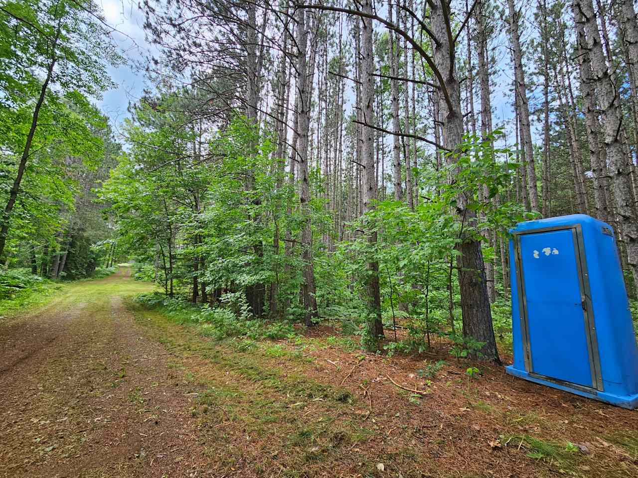 Camp among the pines on Little Jay