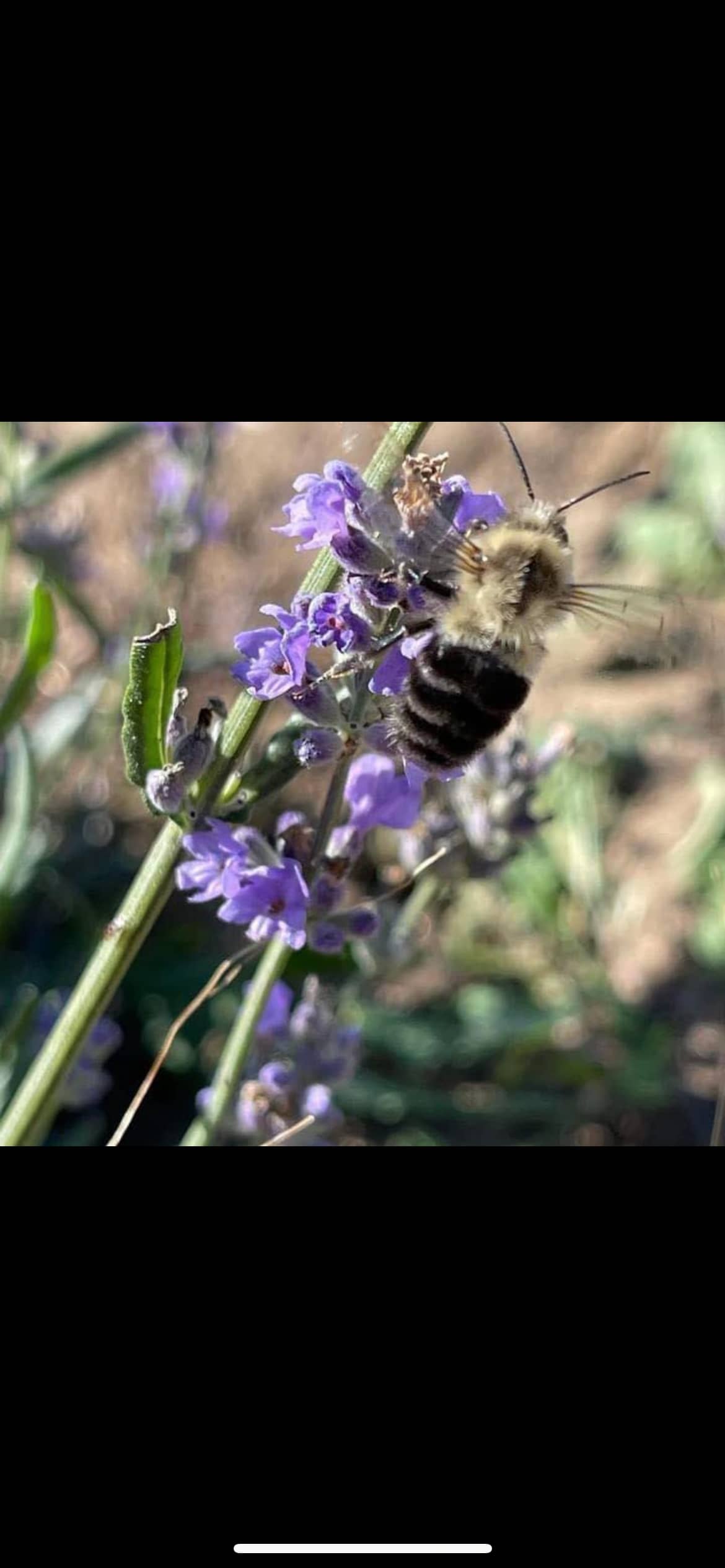 Lavender-Buzzed