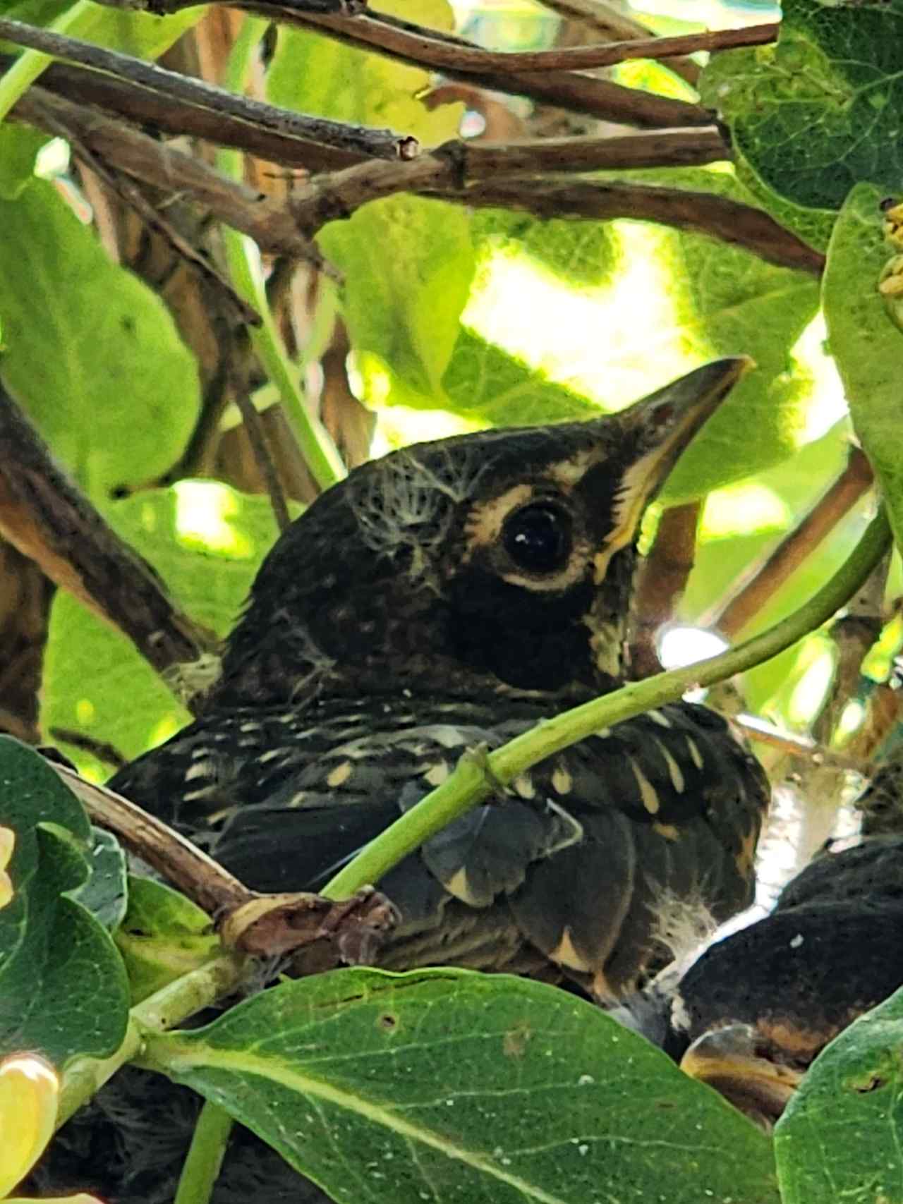 Sweet little bird in one of the trees. 