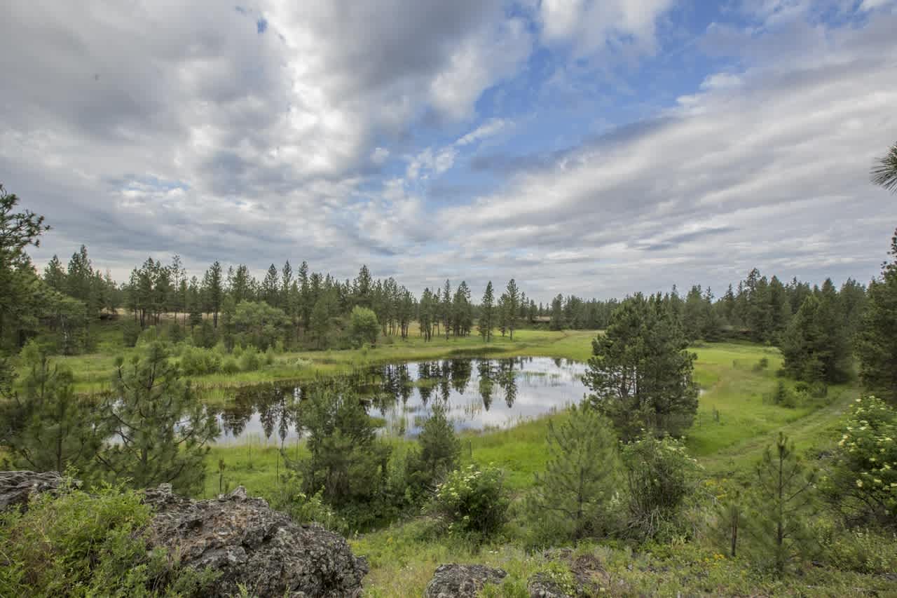 Site overlooking wetlands