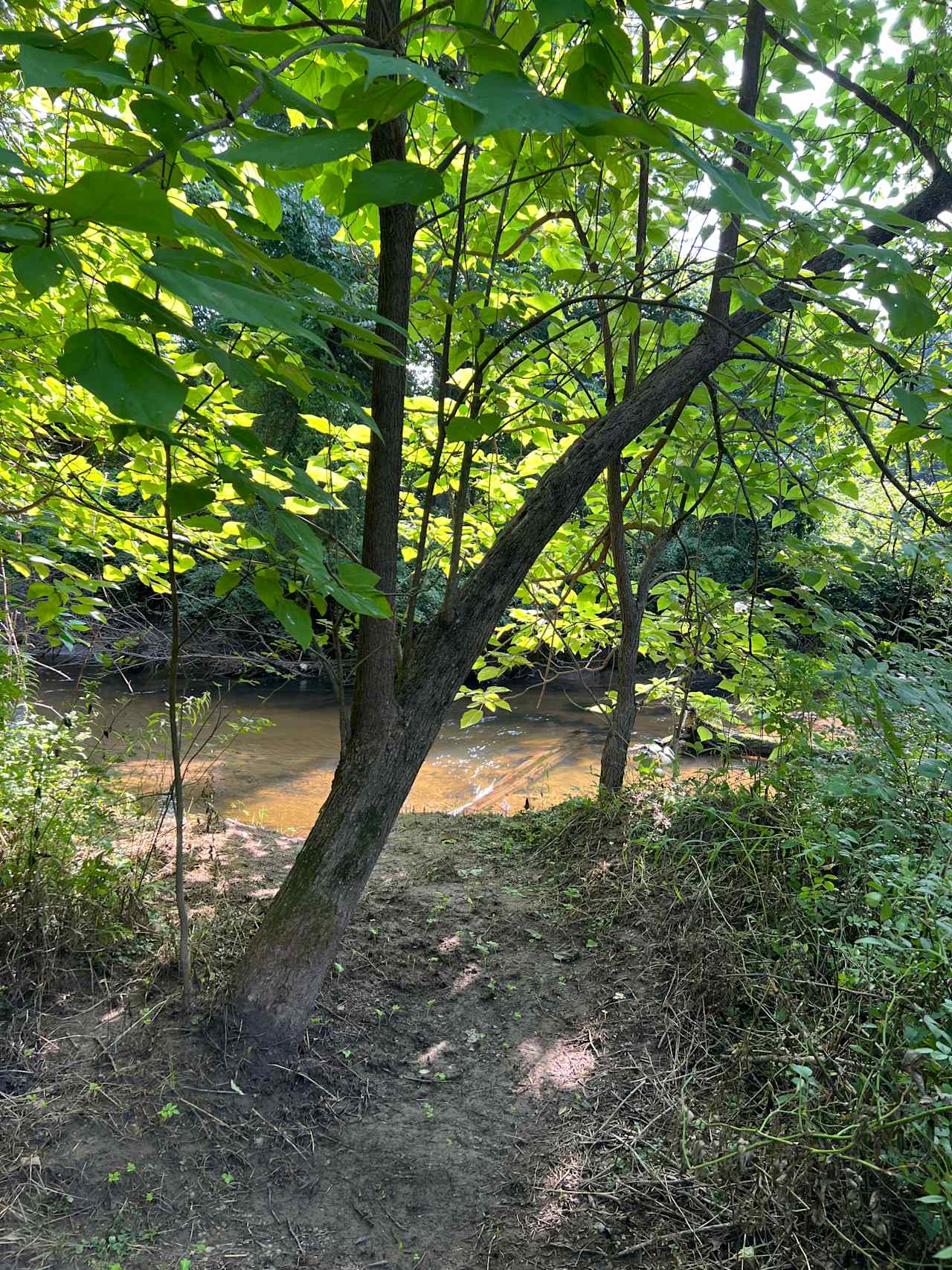 “Island in the Woods” Retreat