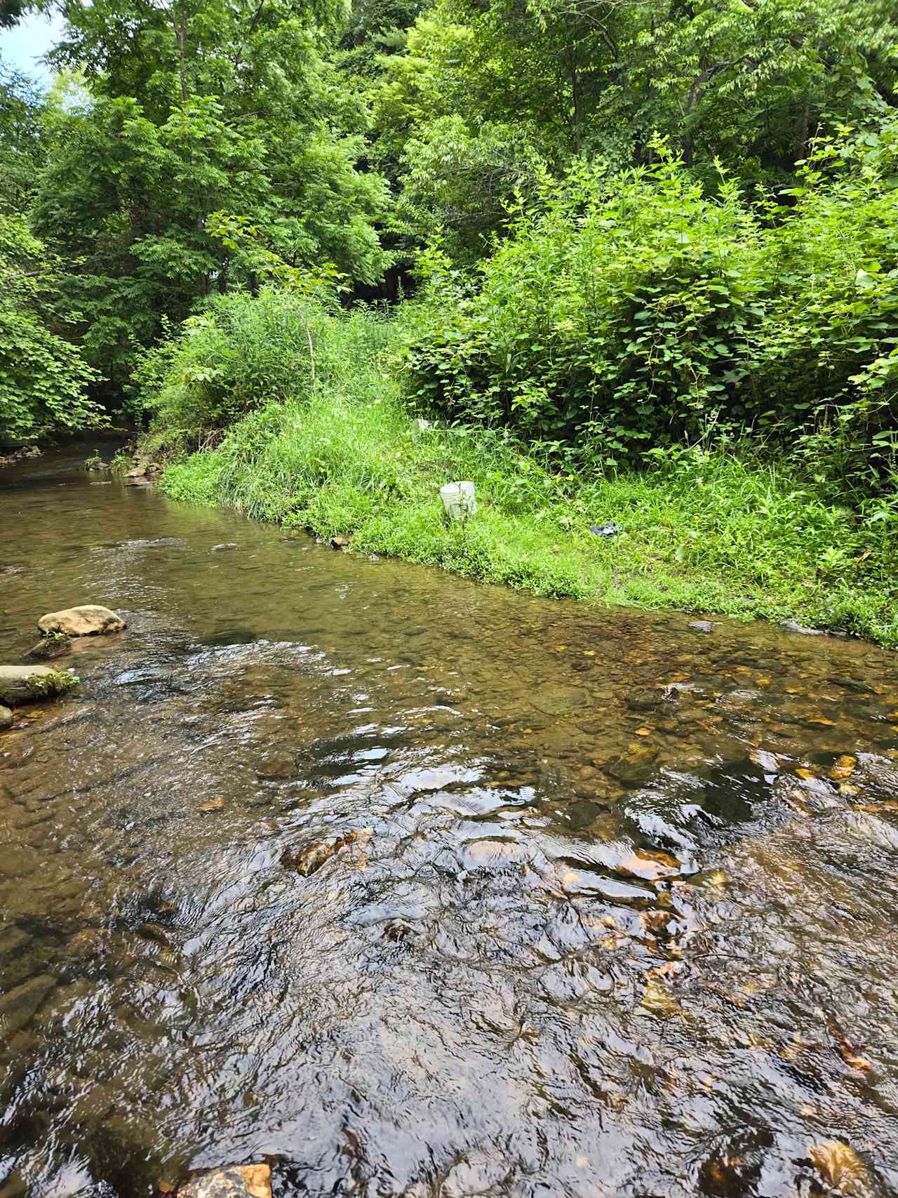 Dog Creek