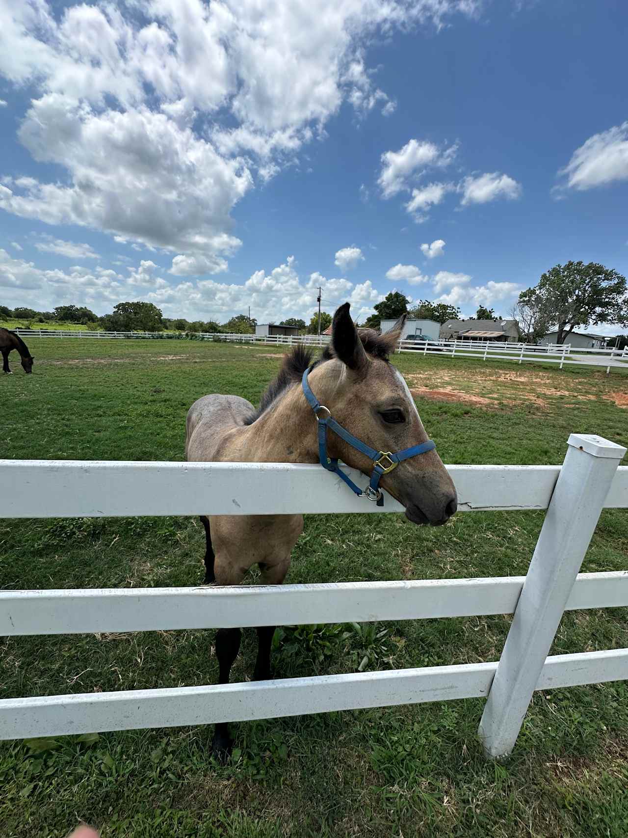Quiet Horse farm with Baby Horses