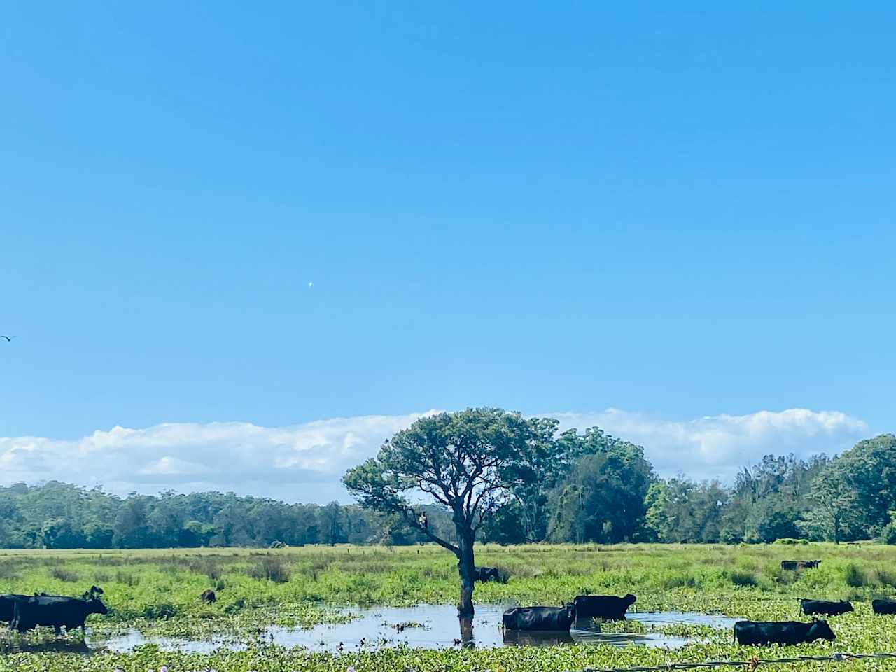 Riverlea Green,  Nambucca Valley