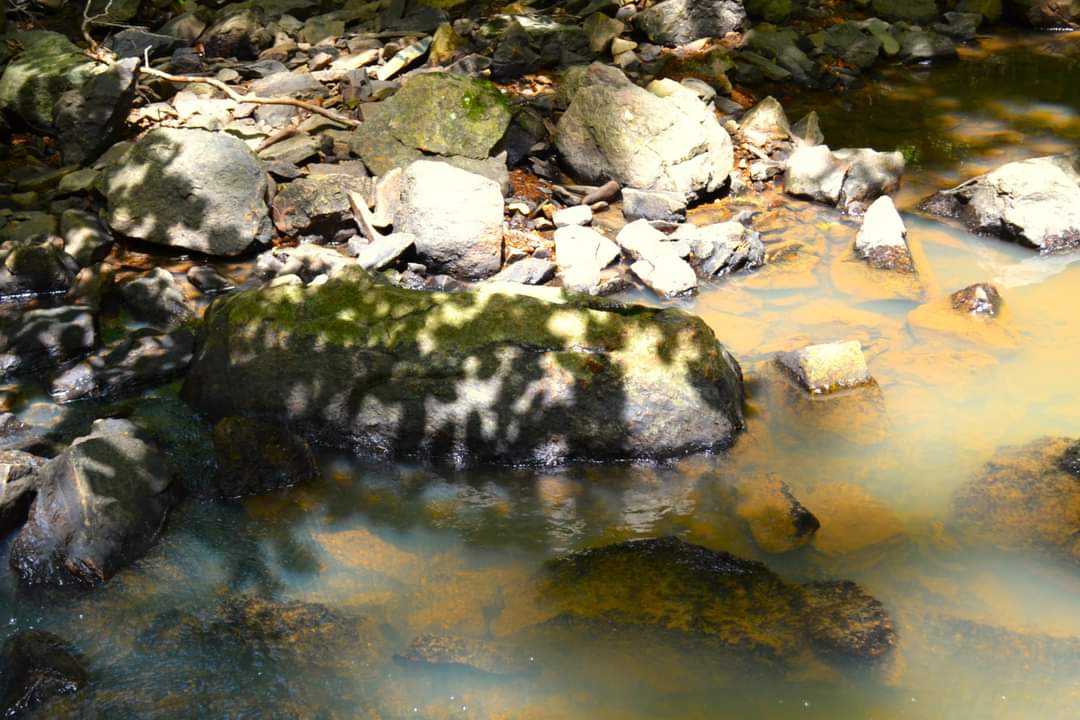 Rare, Watershed Forest - Piedmont