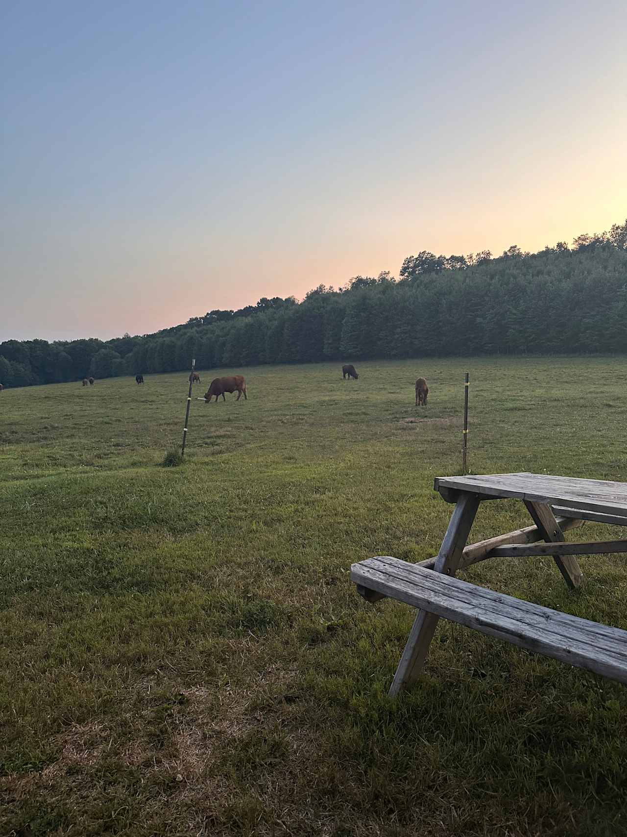 Hog Wild Farm