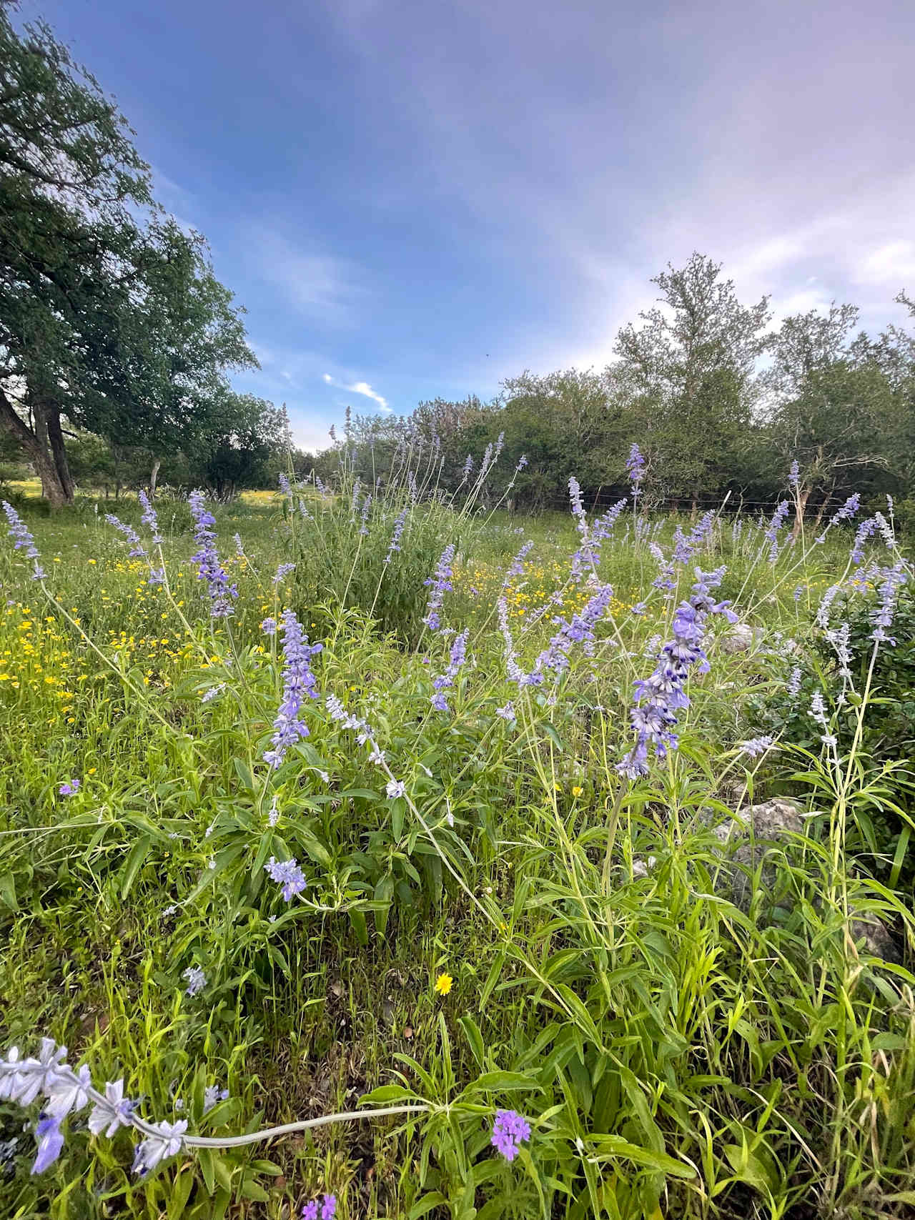 Wildflowers in the spring time.