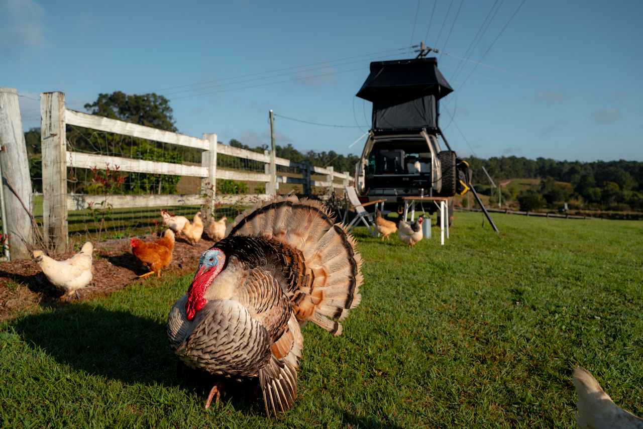Sandycreek Homestead