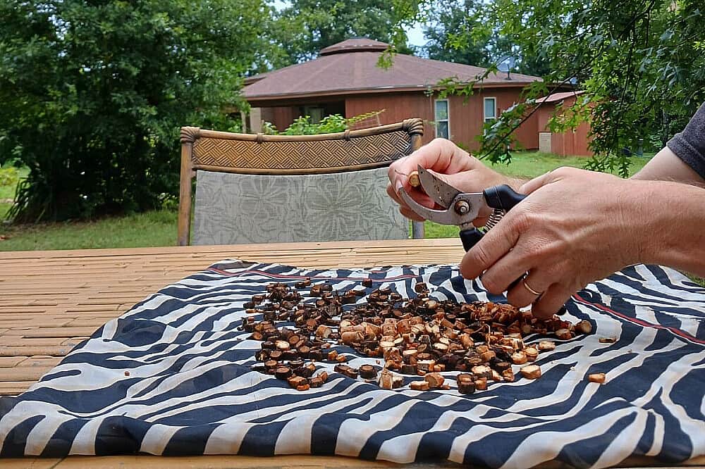Harvesting and preparing Mimosa Bark for Herbal Medicine. These are used for our tinctures that are sold in the White Lotus Teahouse.