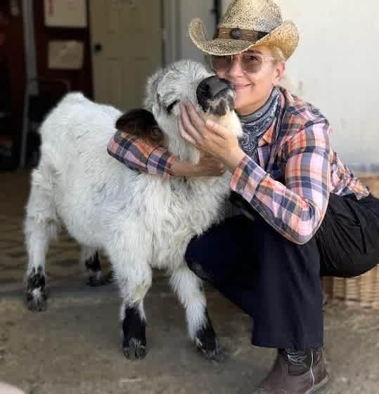 Mini-Highland Calf Cuddling Therapy