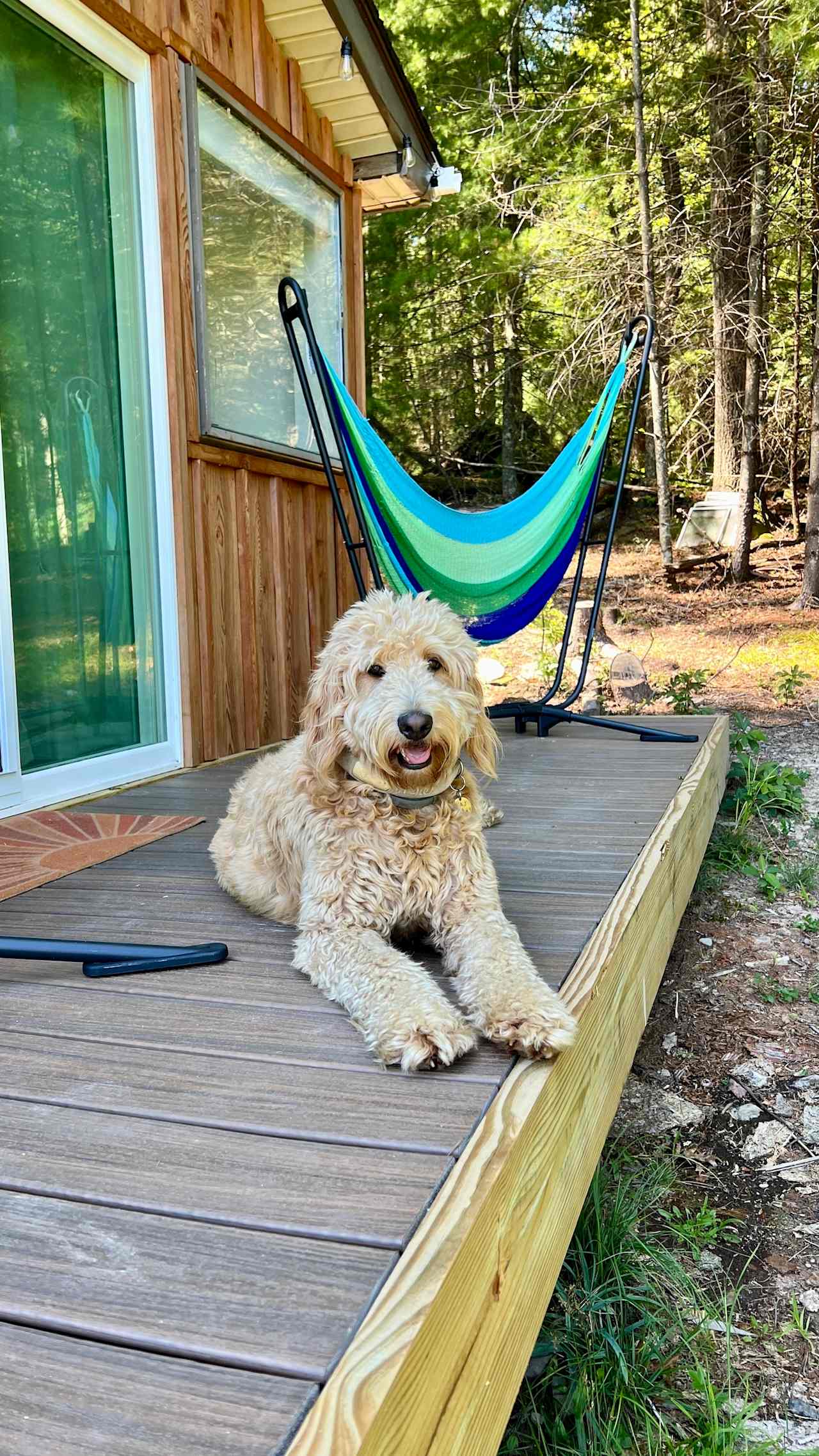 DOG FRIENDLY RENTAL!!
(This is our Goldendoodle, Taj)

Hammock thrones from Yellow Leaf Hammocks
