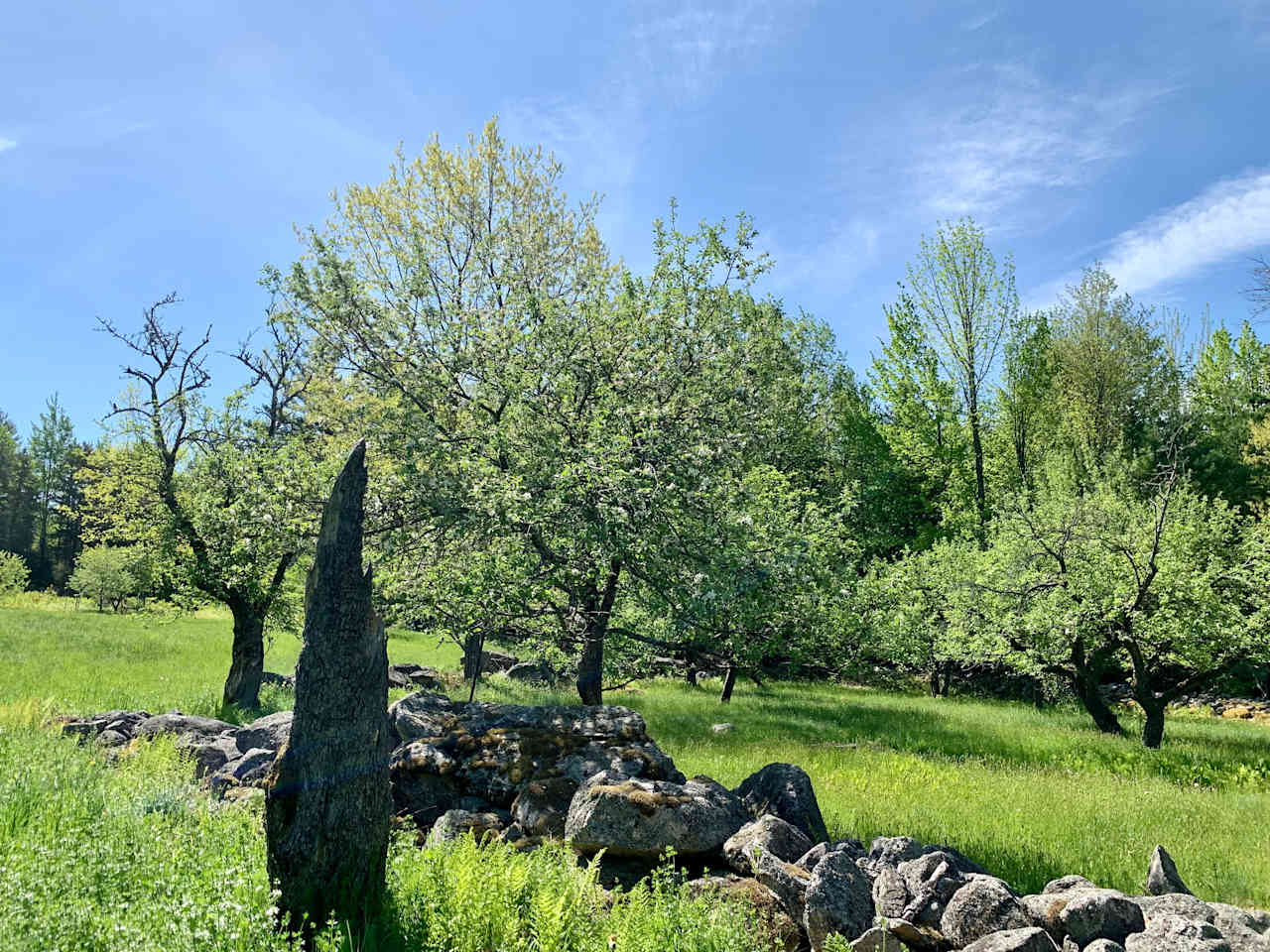 View of old Camp Jack apple orchard in spring