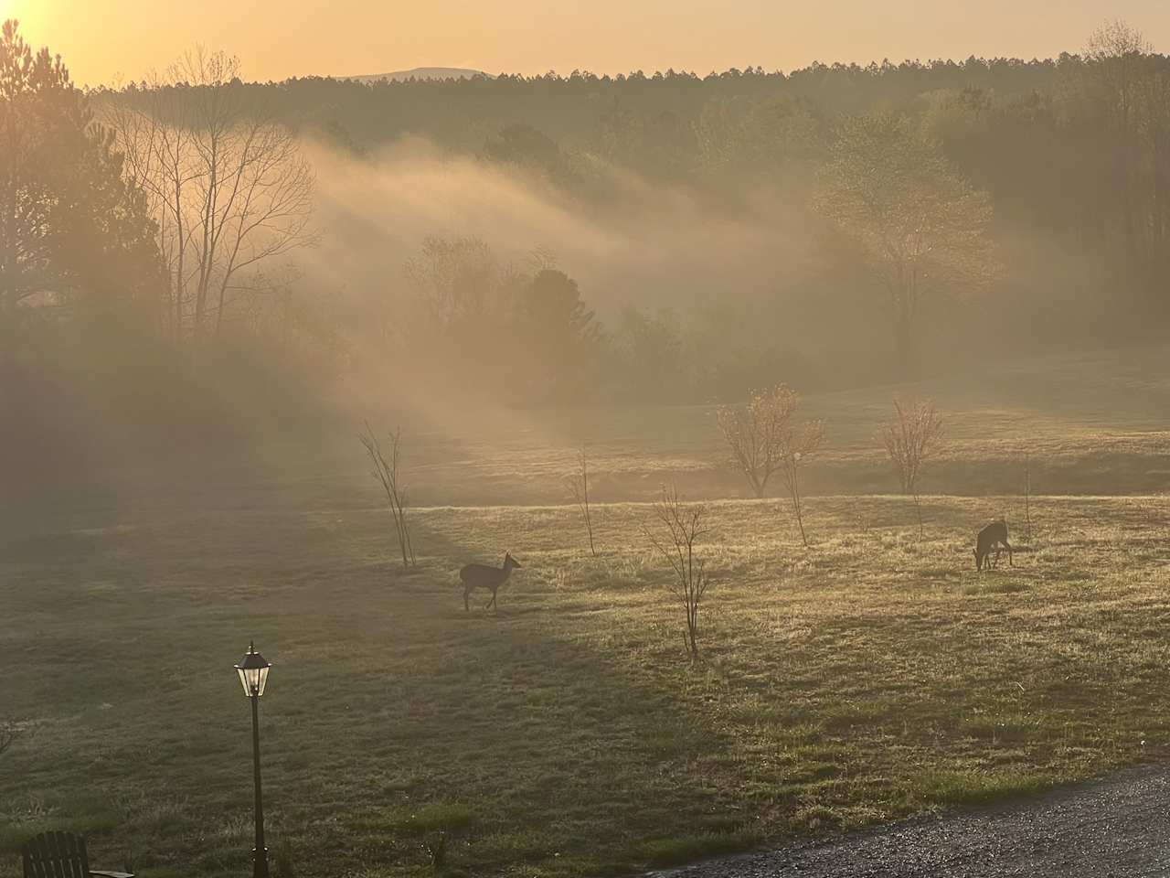 Black Bear Plantation Spacious site
