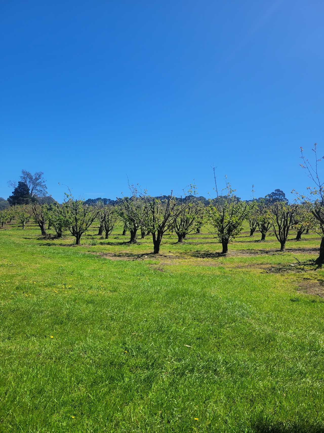 Red Hill Orchard Farm Stay