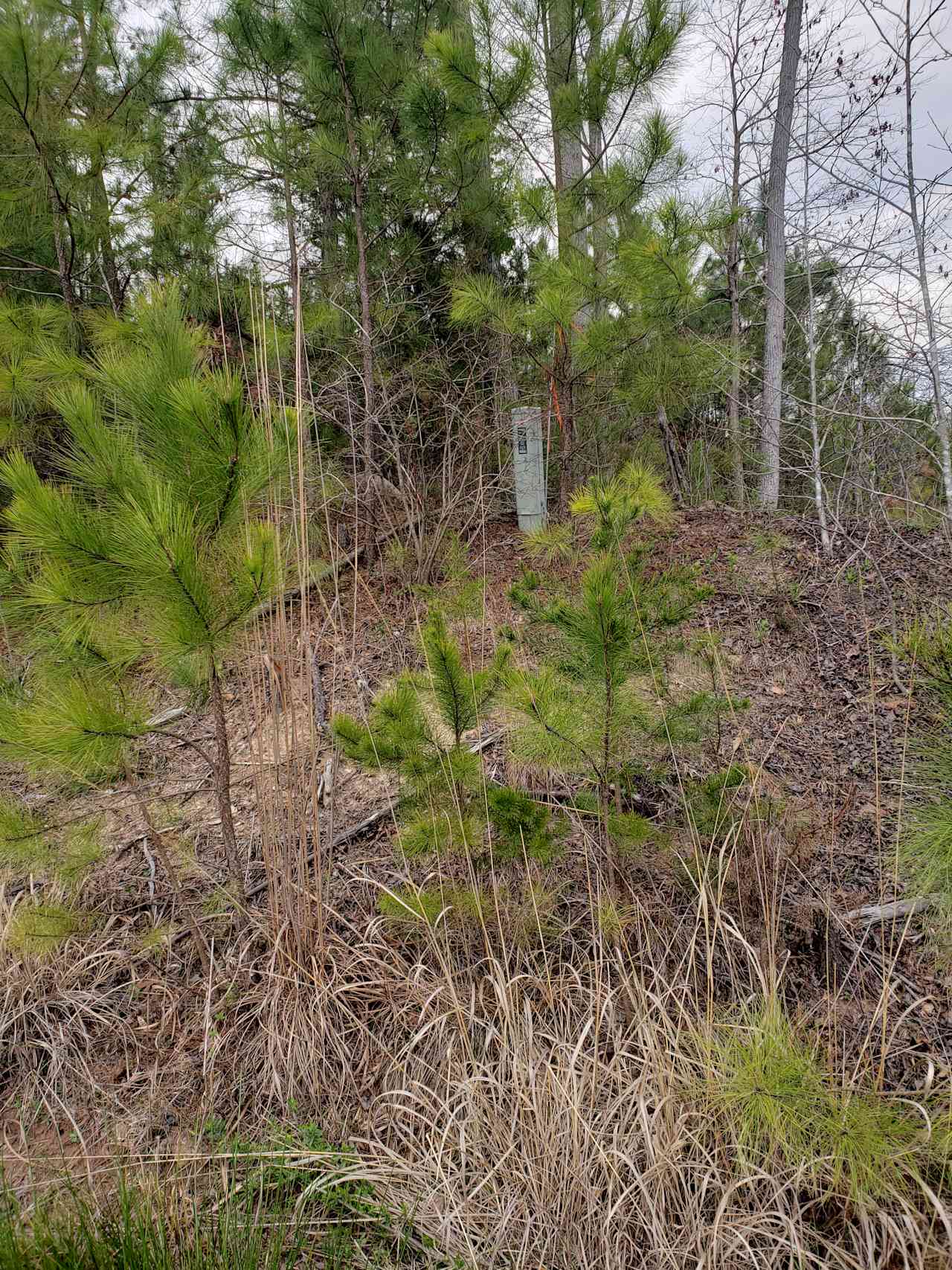 Triangle Tiny Timber