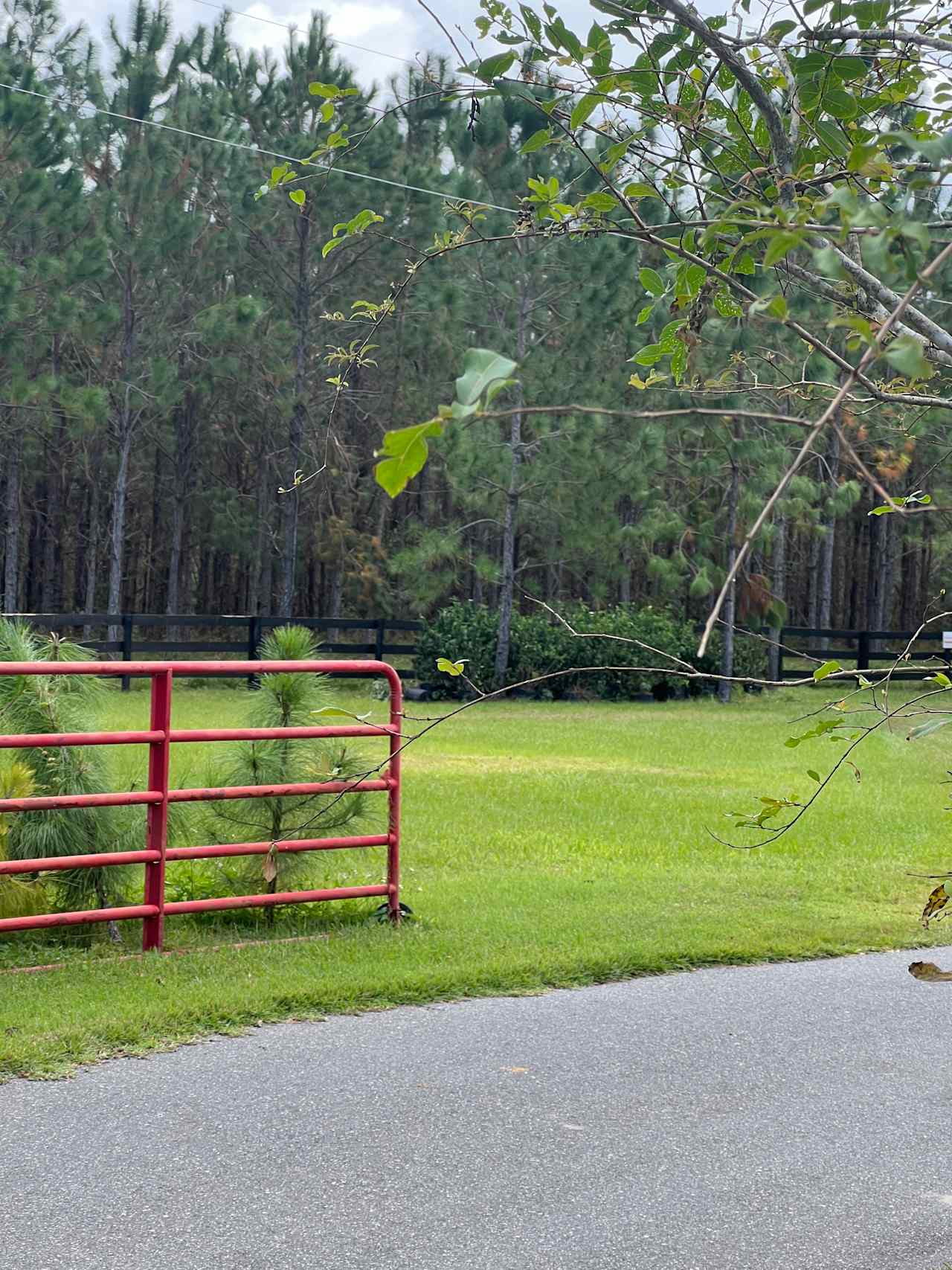 Pine Tree Lane