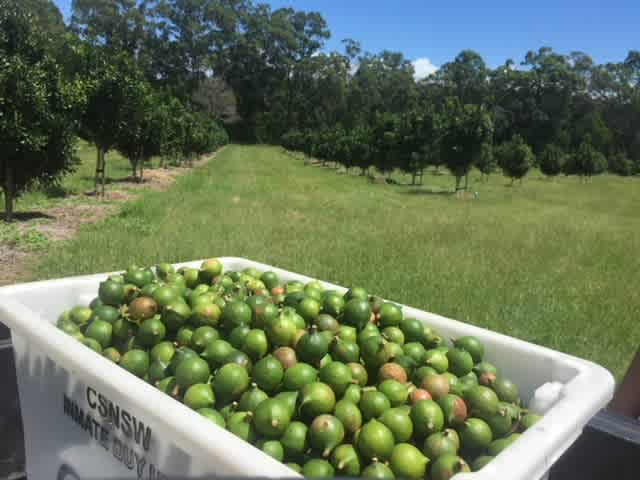 Island Acres