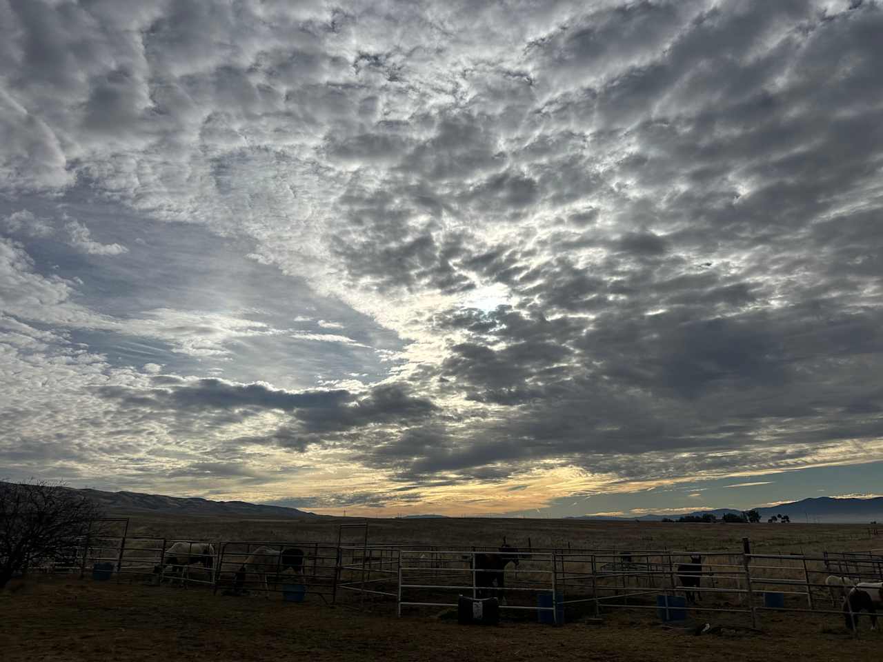 Wild Winds Rescue Ranch