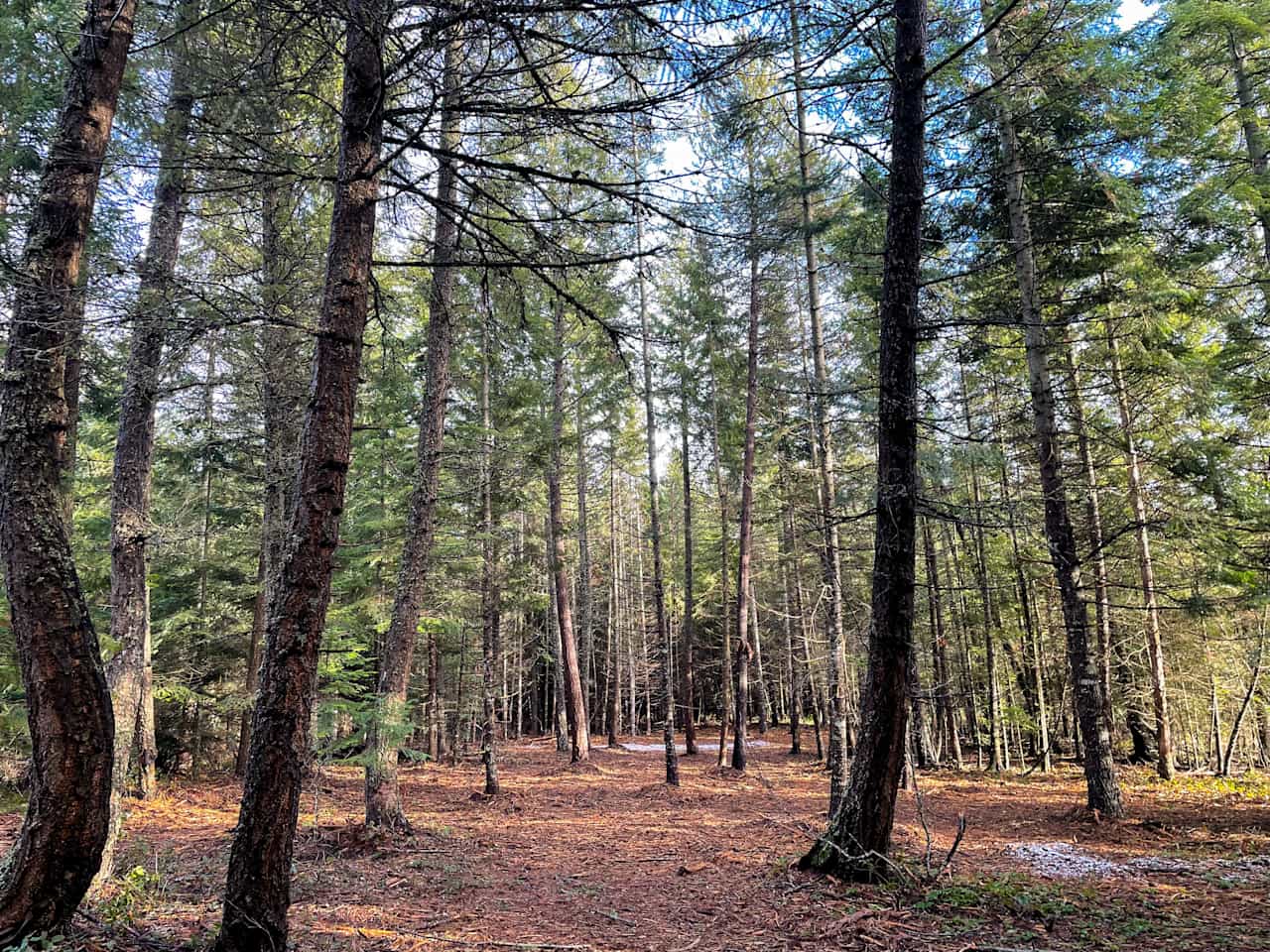 Five Acre Woods