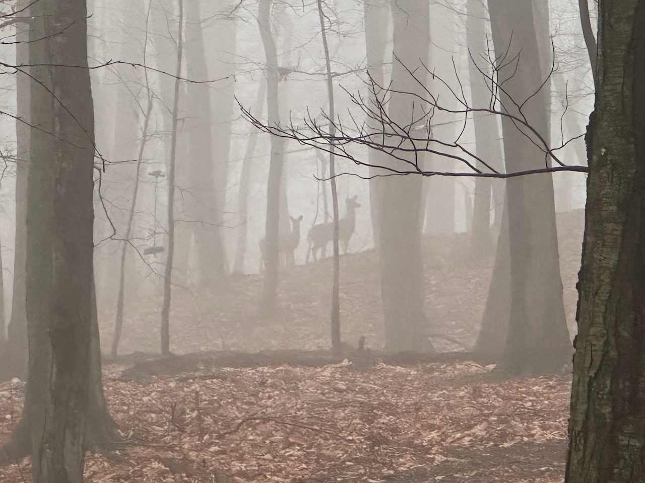 Dark Hollow