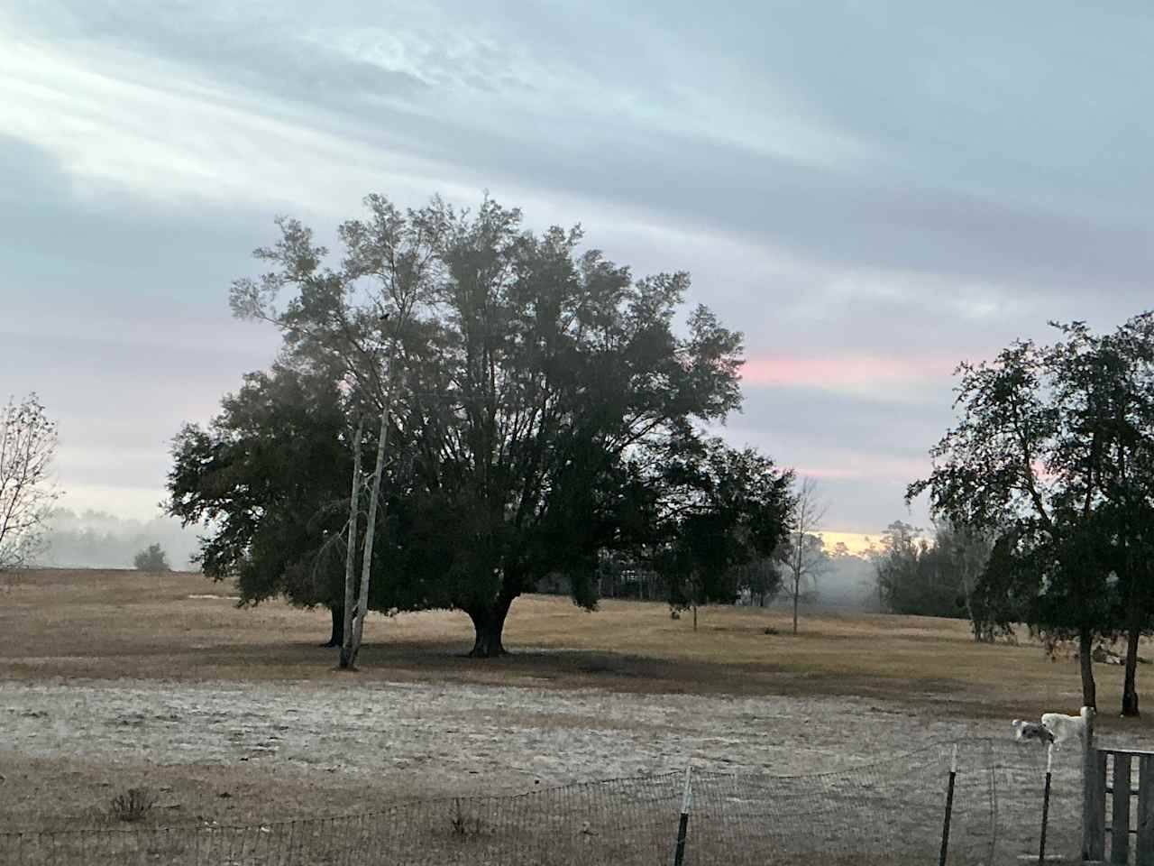 Big Oaks Dog And Horse Camping