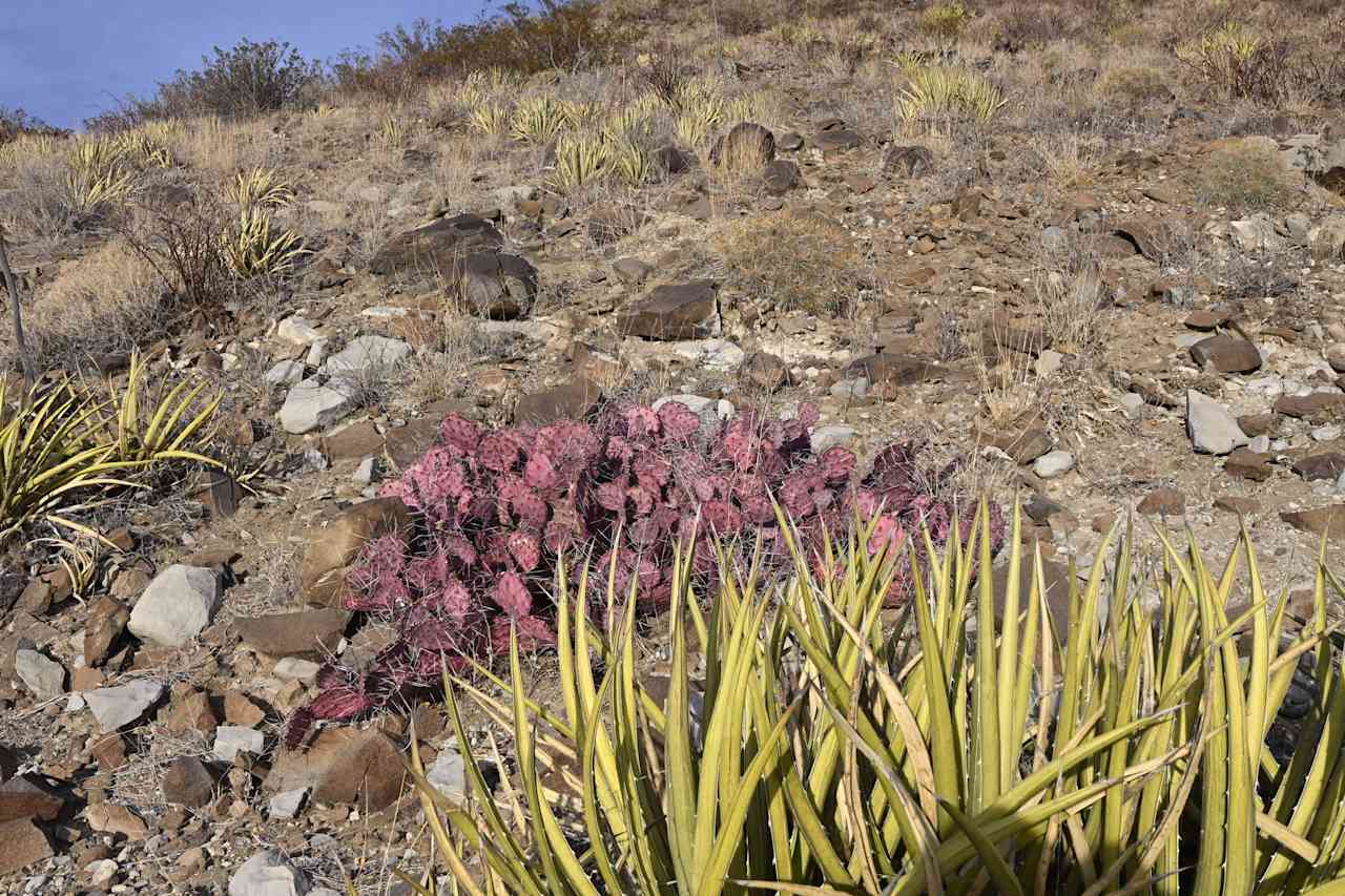 Terlingua Mountain Wildlife Camp