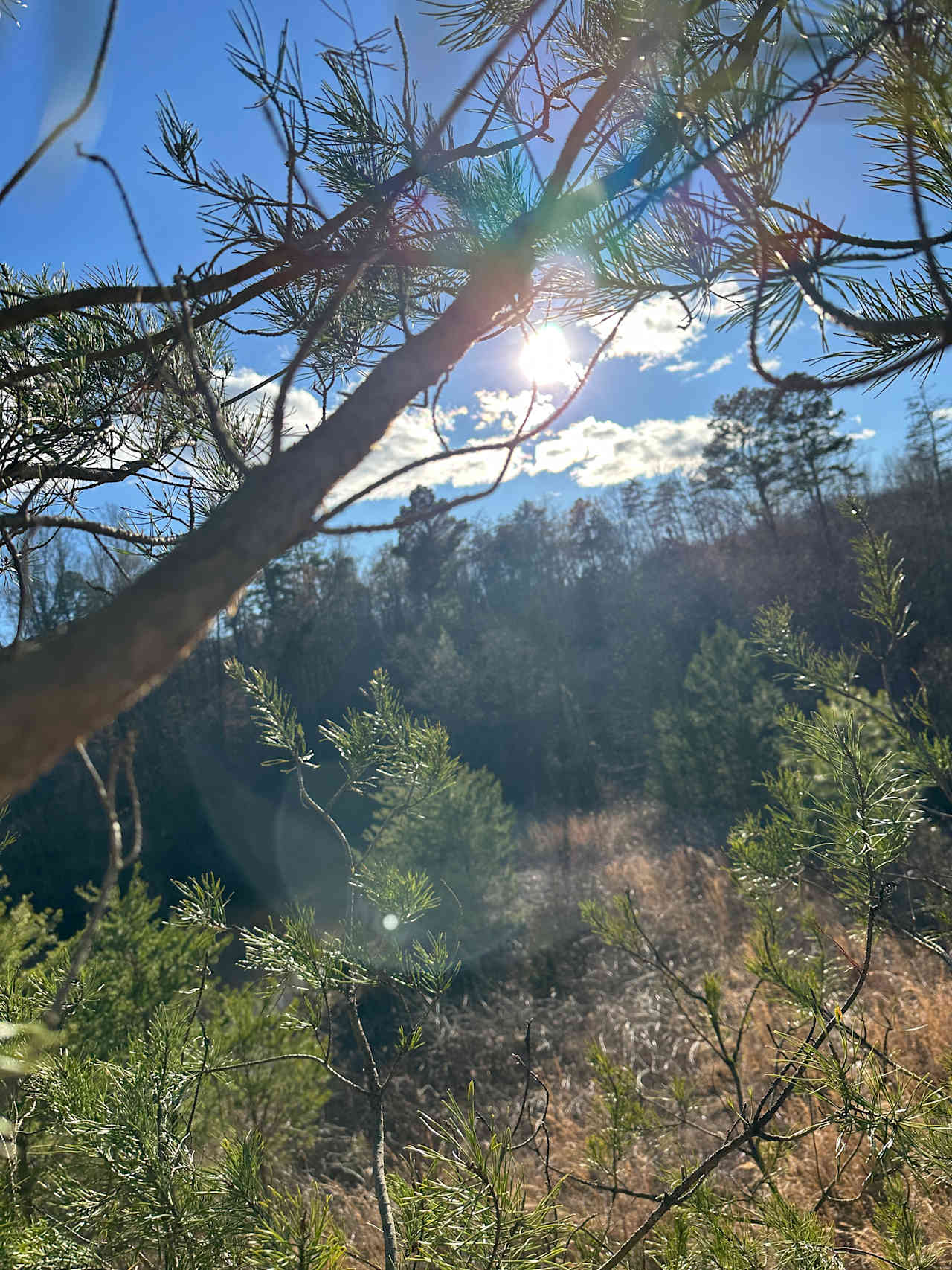RockTree Homestead