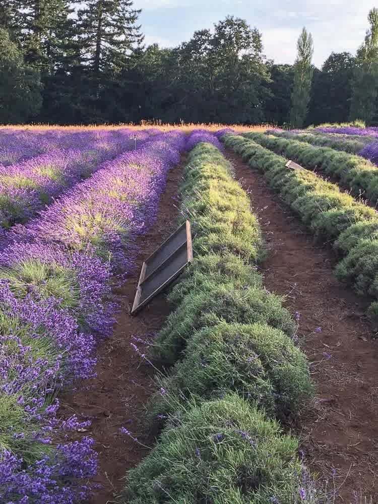 Buena Vista Lavender Farm