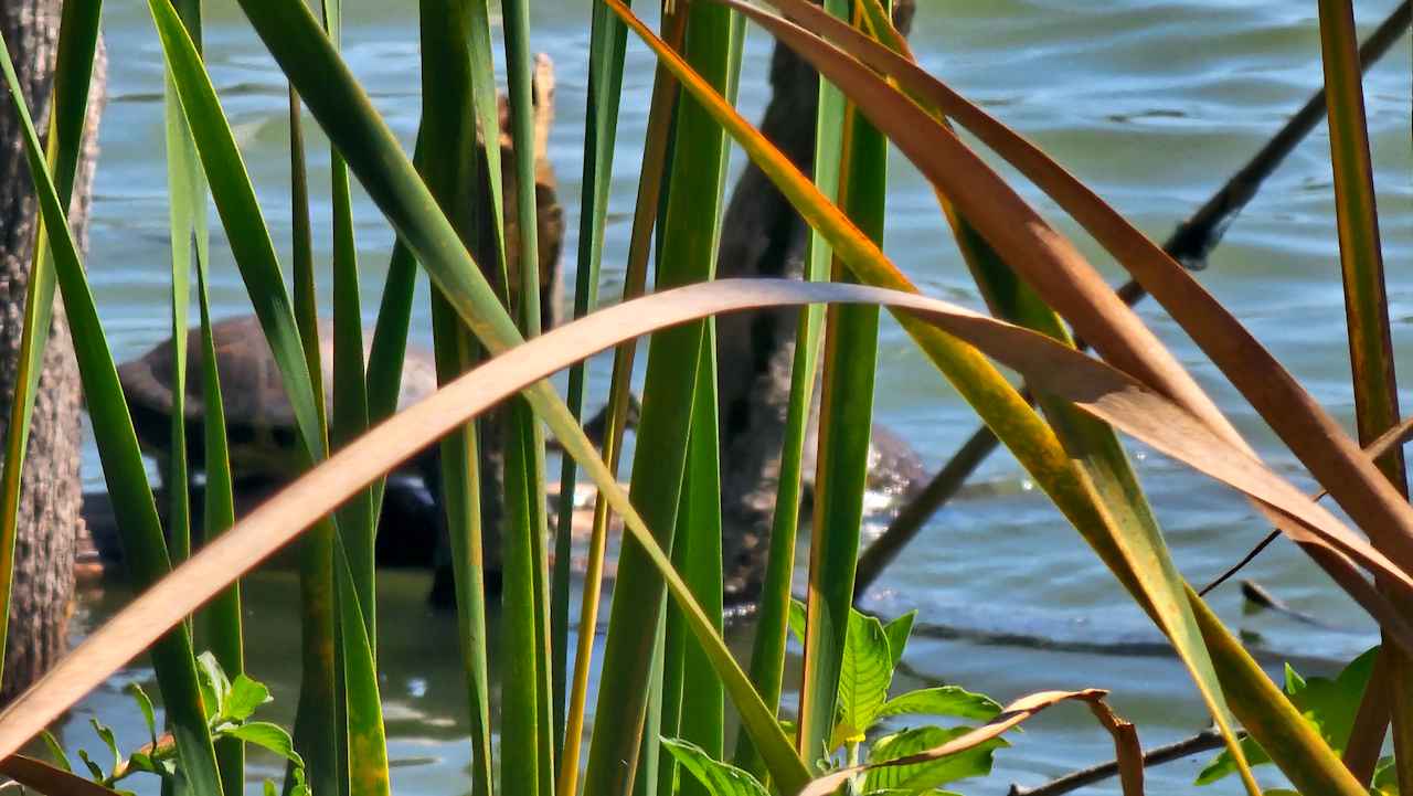 Jack's Landing-Old Florida +Pool!