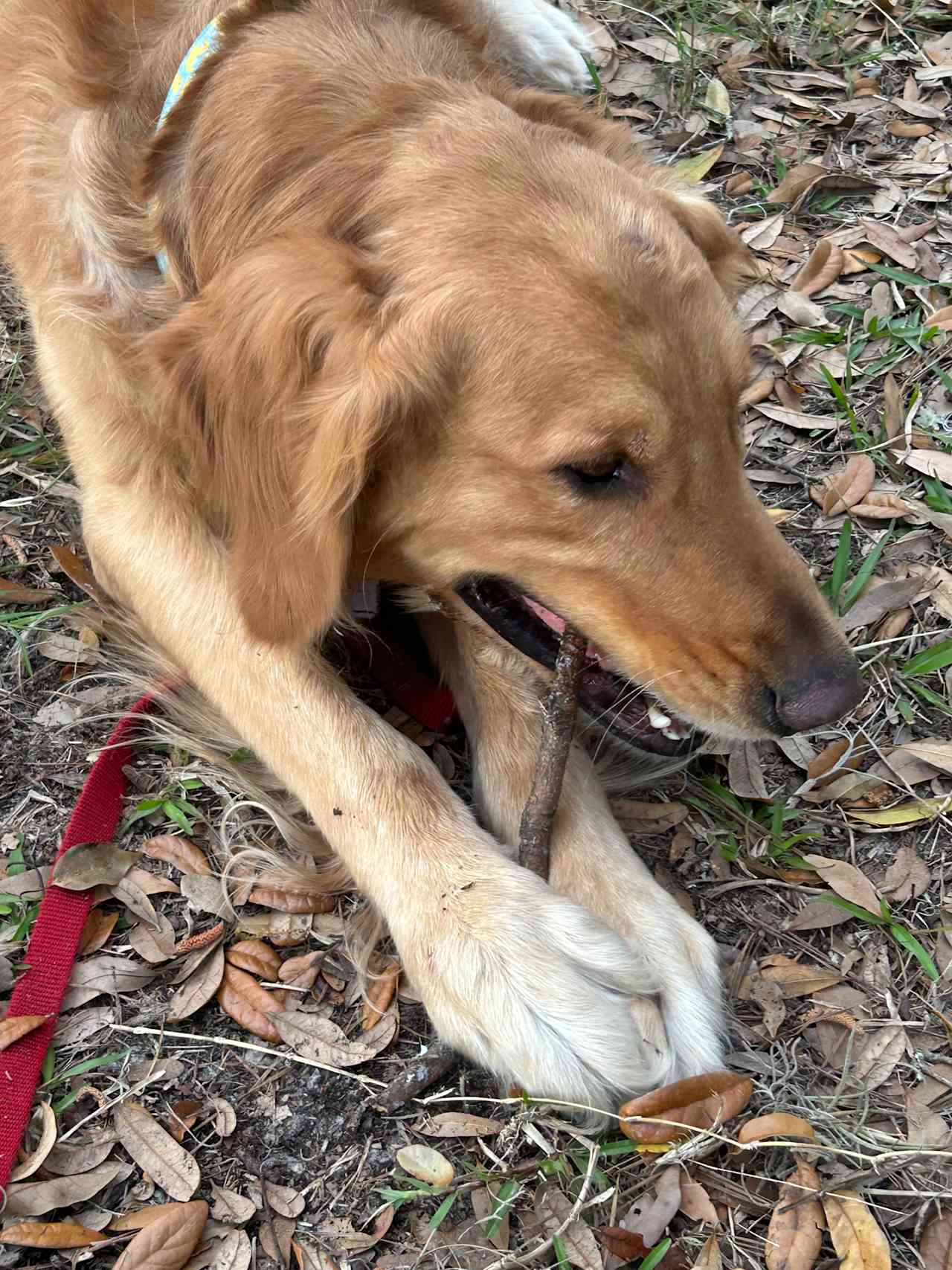 Brody found his stick to chew on.