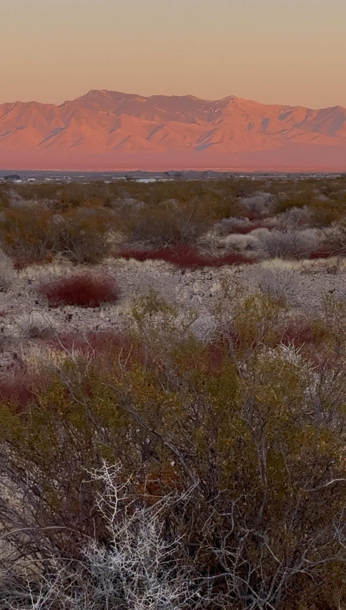 Dakota's Mojave Desert Oasis