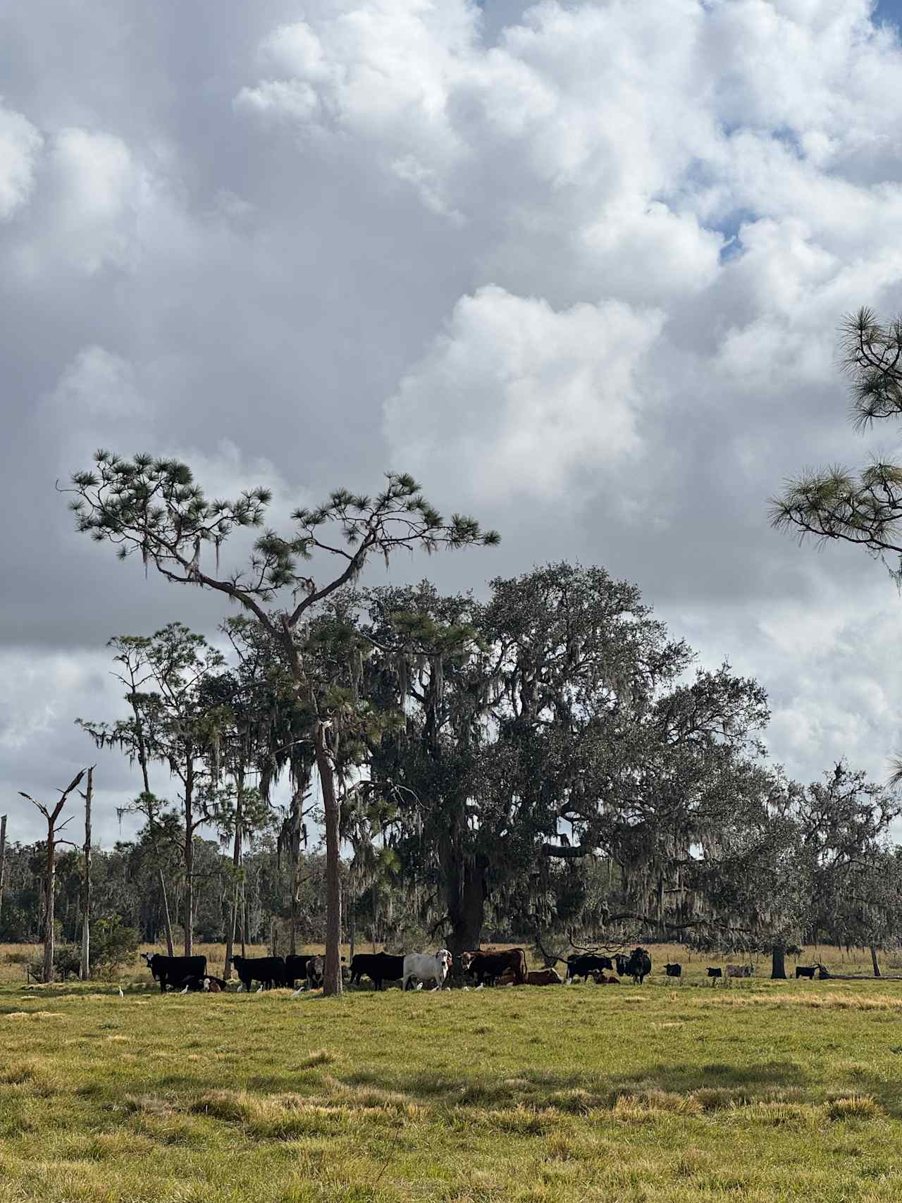 Oak Creek Preserve Camping & Cattle