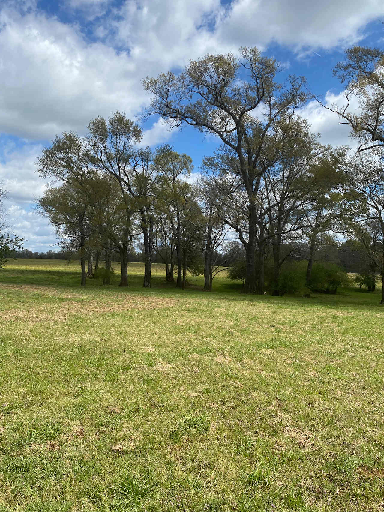 Whispering Wind In The Live Oaks