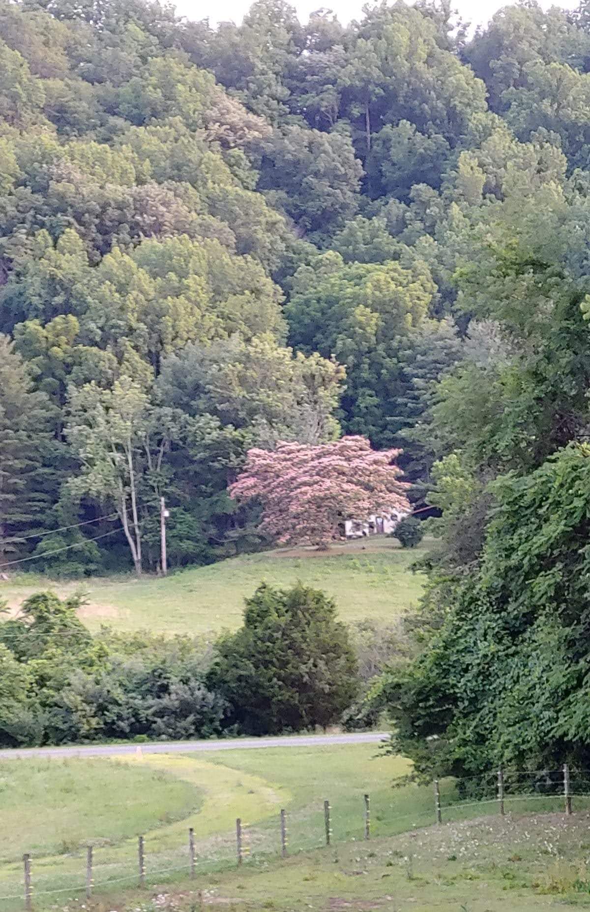 Blue Cow Farm