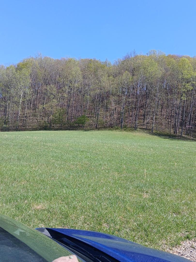 One of the two sides of the property.  It goes to the top of the ridge.  There is a logging trail up to the top.  You can find all sorts of foraging things in these areas.
