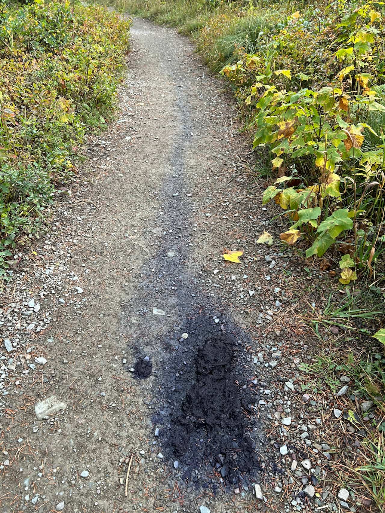 Huckleberry bear poo