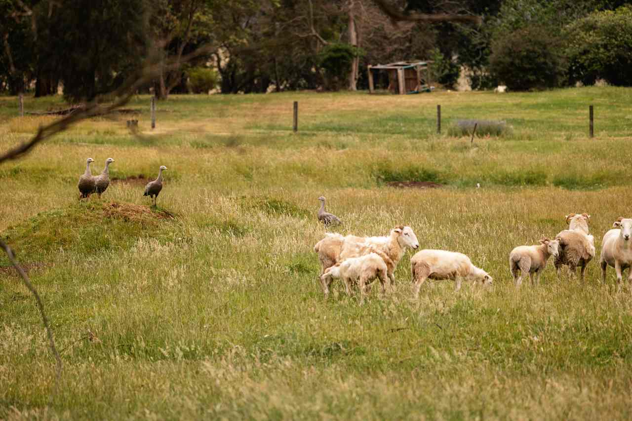 Green Gully Farmstay Camp Paddock