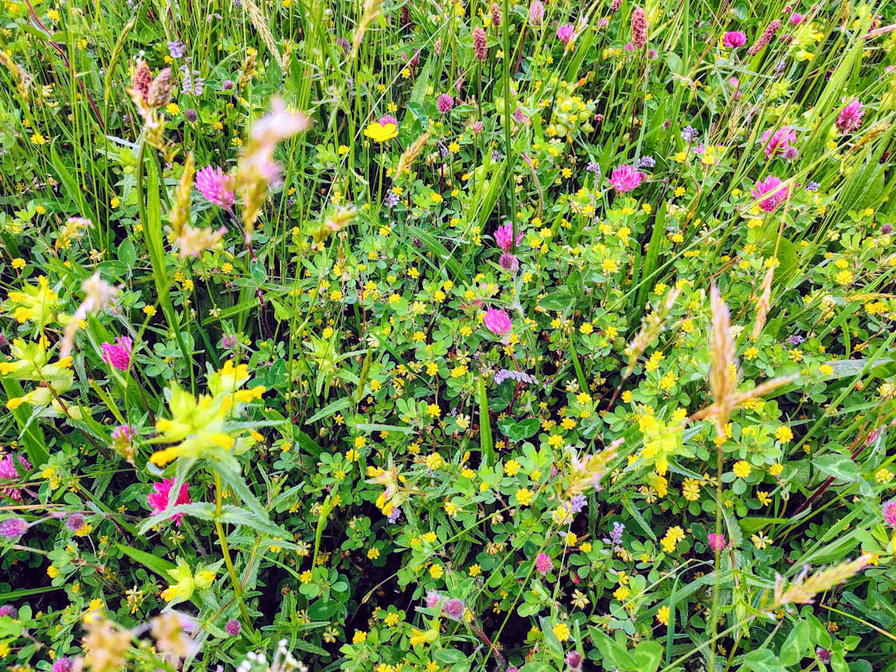 Our ancient hay meadows are alive with flowers and biodiversity!