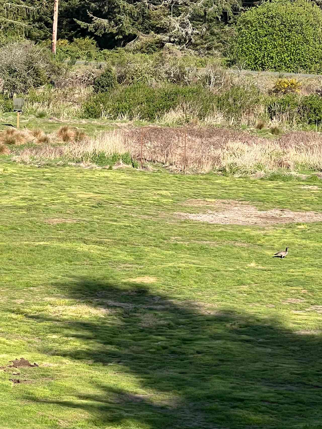 The Field