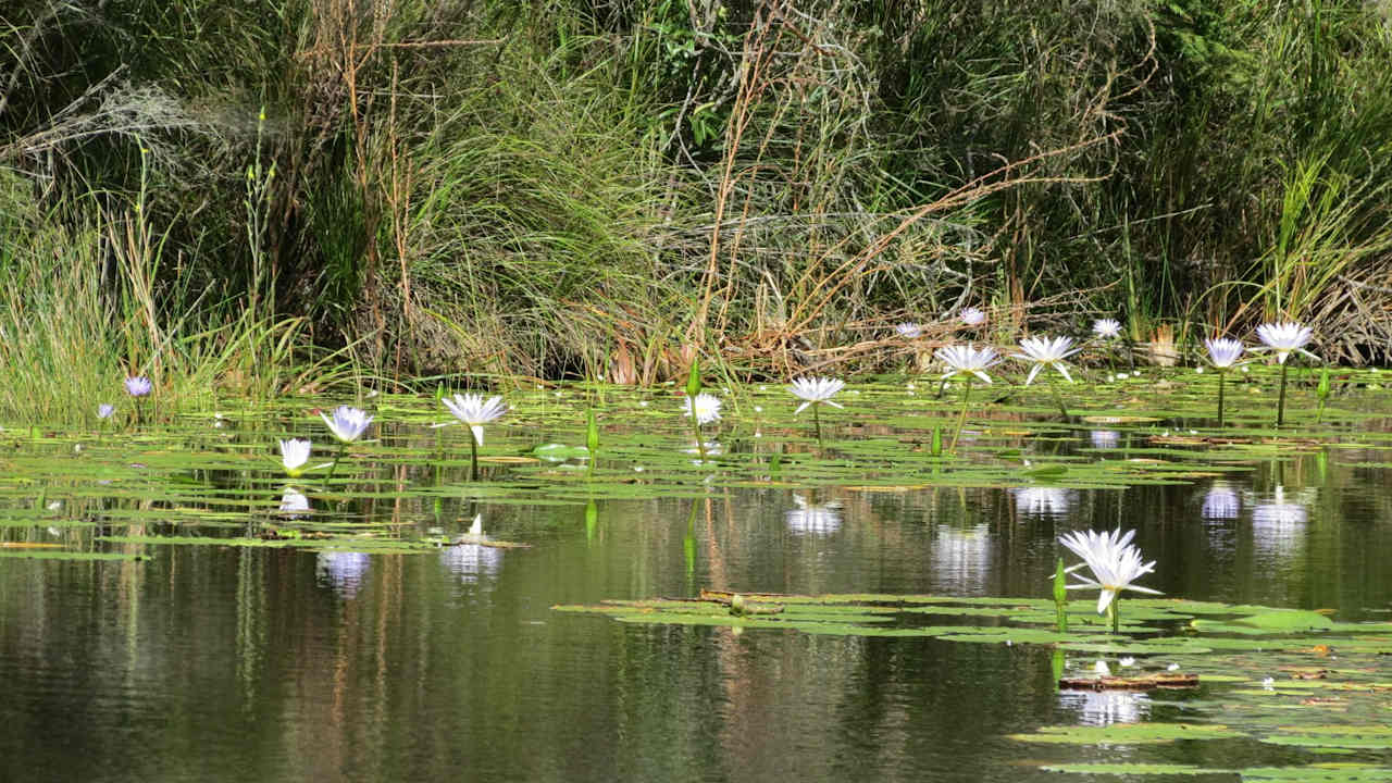 Water lillies on the main dam