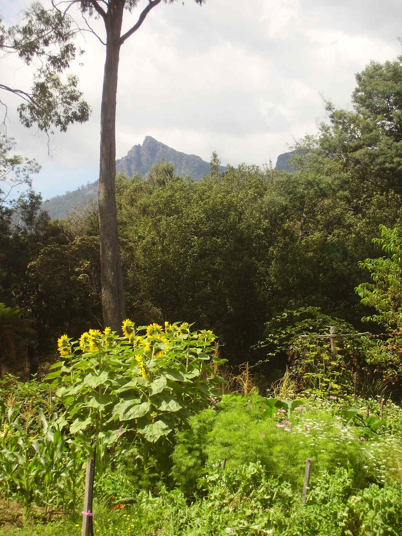 Mother Cummings Peak