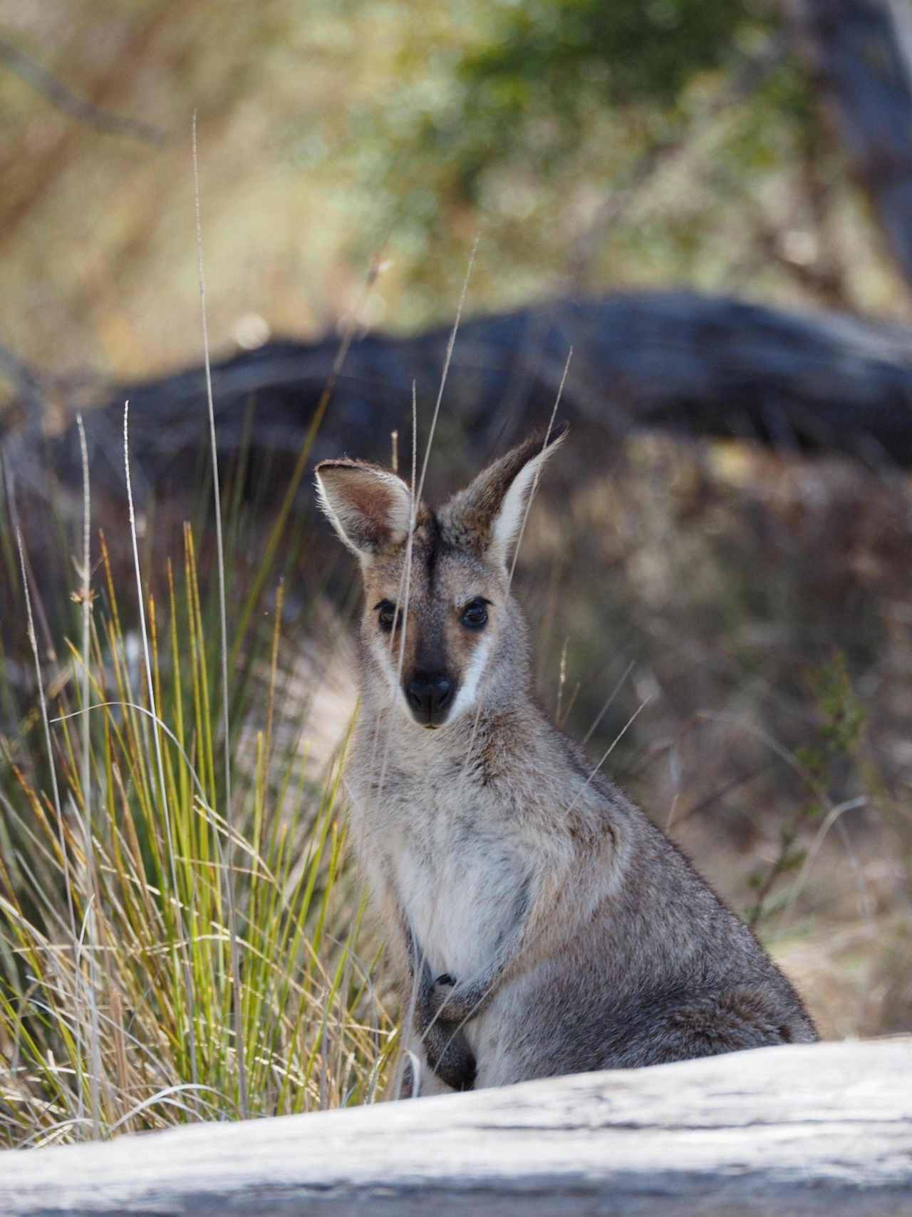 Jindalee